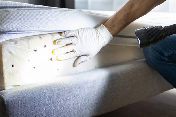 Best Mosquito Control Services  in Evanston, WY