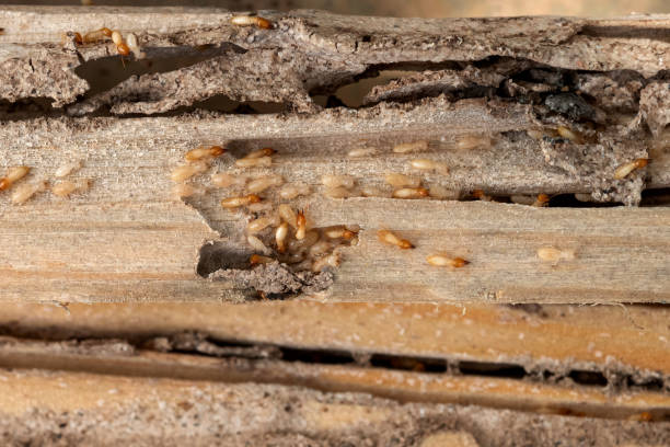 Best Rat Extermination Near Me  in Evanston, WY